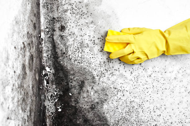 Best Forensic Mold Investigation  in North Madison, OH