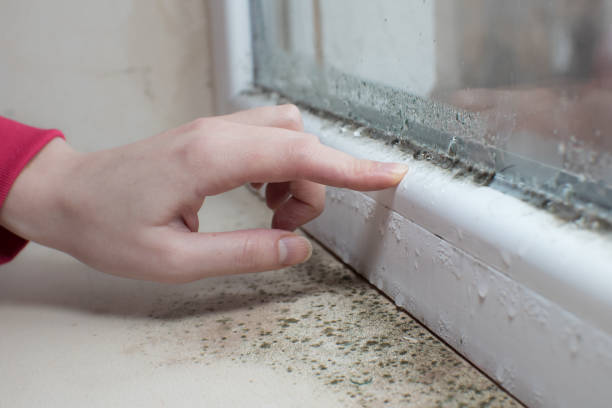 Best Asbestos and Lead Testing During Mold Inspection  in North Madison, OH